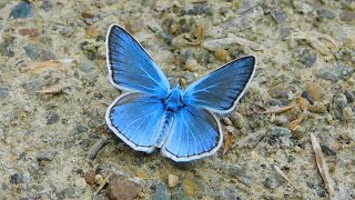 polyommatus amandus  butterflies of Greece [upl. by Kennett]