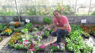 How To Make A Fantastic Hanging Basket [upl. by Corby]