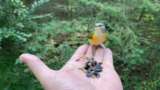 American Redstart female [upl. by Ardnik]