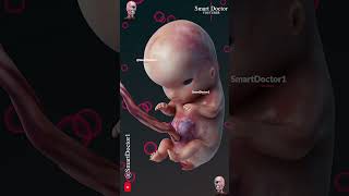 Fetal Development  The Creators Miracle 🤰🏻💞👶🏻 [upl. by Llirred]