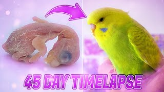 BUDGIE GROWTH STAGES  First 44 Days of Babies Timelapse [upl. by Cedar]