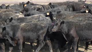 133 YAMMATREE ANGUS WEANER STEERS HGP FREE  AV 2281KG CURFEWED [upl. by Nahsad]