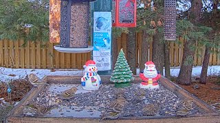 Busy Flock Of Pine Siskins Populate The Feeder Platform In Ontario – Dec 15 2023 [upl. by Nomihs]