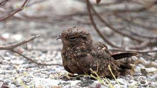 Savanna Nightjar [upl. by Atires]