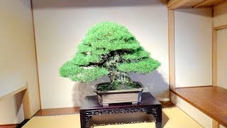 KIMURA MASAHIKO BONSAI SHOW at the Omiya Bonsai Art Museum plus bonus Japan [upl. by Parlin262]