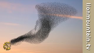 A Large Flock Of Quelea Birds In Flight  BirdLife [upl. by Ehrman883]