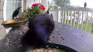 Grackles on a cloudy morning [upl. by Ellirehs66]