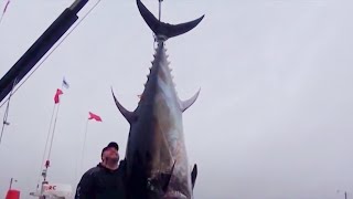 GIANT BLUEFIN TUNAS  Australians in Canada [upl. by Tildy20]