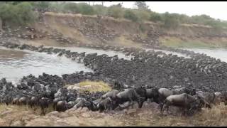 Gosheni Safaris Serengeti Wildebeest River Crossing Migration [upl. by Olivie]