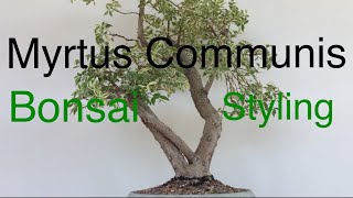 Bonsai  Myrtus Communis  Common Myrtle Variegated First Styling Sept 2019 [upl. by Gide]