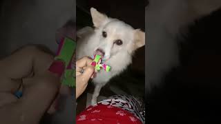 चॉकलेट नही दिया तो पन्नी हो खाने मांग रही हैं डॉली 🐕क्या करू। Subscribe my channel ❤️ [upl. by Ressler623]