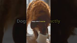 Why Do Dogs Drag Their Bums 🐶  Simple Dog Facts [upl. by Arahc]