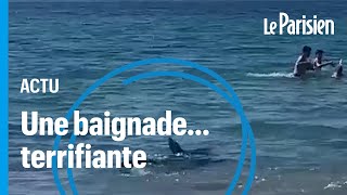 Un requin à quelques mètres des baigneurs panique sur la plage [upl. by Sillek]