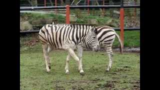 Première rencontre entre zèbres au Zoo de PontScorff [upl. by Noll]