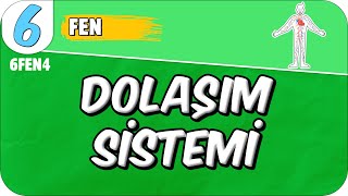 Dolaşım Sistemi 📗 6FEN4 2025 [upl. by Lucier]