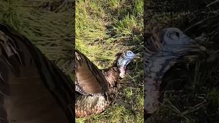 410 Turkey harvest at 9 yards turkeyhunting turkeyhunt huntingseason hunting hunter [upl. by Hurless444]