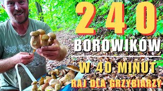 240 szt borowików w 40 min na żywo RAJ i SEN dla każdego Grzybiarza Co sekundę borowik [upl. by Ytsirc61]