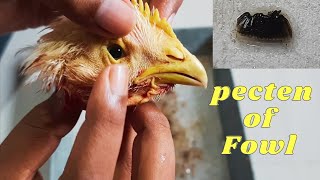 How to Dissect out Pecten from Fowl  মুরগির পেকটেন  Academy of Bioscience  Zoology [upl. by Firman]