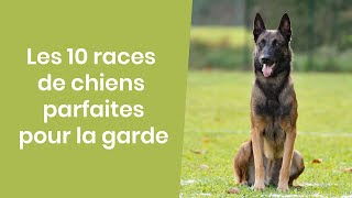 10 RACES DE CHIENS PARFAITES POUR LA GARDE [upl. by Gibby]