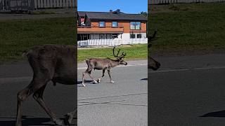 Reindeer In The City😍🇳🇴 [upl. by Rolyks]