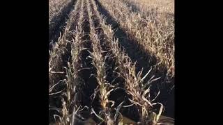 Oxbo 8840 seed corn harvest [upl. by Anemolihp]