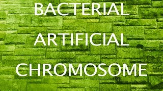 Bacterial Artificial Chromosomes [upl. by Anaili]