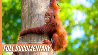 Sabah Malaysian Borneo  Full Documentary [upl. by Haela]