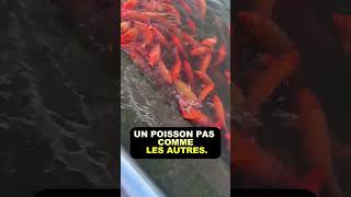 UN POISSON PAS COMME LES AUTRES  IL SORT DE LEAU POUR MANGER [upl. by Oznole809]