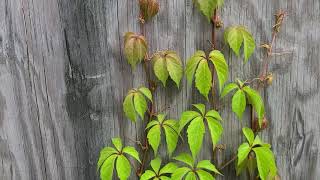 Virginia Creeper Parthenocissus quinquefolia [upl. by Ammej581]