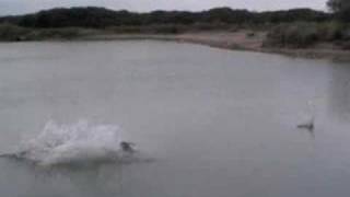 Dog Doing Flying Leap Into Water [upl. by Irafat705]