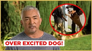 Tips for walking an overly excited dog  Cesar 911 [upl. by Sezen]