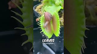 Venus flytrap shorts science [upl. by Atrice]