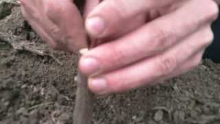 Kalemljenje voca  Fruit trees cleft graft HD [upl. by Brenk743]