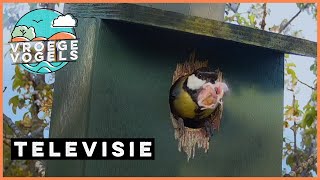 Beleef de Lente 7  TV  Vroege Vogels [upl. by Imled]