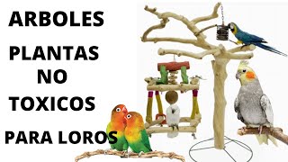 Árboles y plantas no tóxicos para loros  aves  psitácidos [upl. by Joete906]