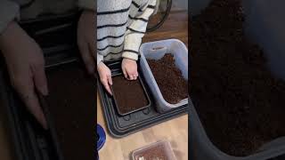 How to grow radish microgreens indoors a step by step guide [upl. by Danyluk537]