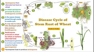 Disease cycle of Stem or Black Rust of Wheat Pycnia Aeciospores Uredia Telia Basidiospores [upl. by Zoubek]