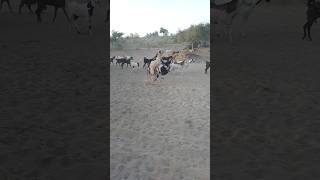 evening 🐐🐐time goats animals short [upl. by Durgy]