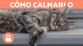 5 MANERAS de RELAJAR a un GATO 🐱 [upl. by Millhon215]