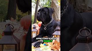 Cane Corso The Ultimate Family Protector in 26 Seconds 🛡️🐕 [upl. by Ashil]