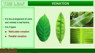 NEET 2024 Morphology of Flowering Plants Single Shot NCERT Class 11Biology Line to Line Revision [upl. by Ho235]