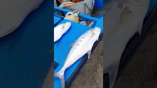 💥Kovalam Beach fish Market  Fresh sea fish Sale [upl. by Milstone]