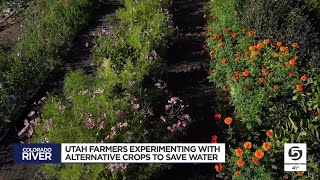 How unconventional crops could save water — and reshape Utah farming [upl. by Annaohj111]