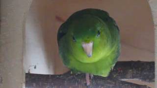 Lineolated Parakeet Henry talking [upl. by Horatius]