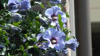 Hibiscus syriacus Oiseau Bleu [upl. by Haelhsa]