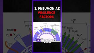 Streptococcus Pneumoniae  Virulence Factors [upl. by Anyal]