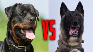 Belgian Malinois vs Rottweiler  Which One Will You Choose [upl. by The]