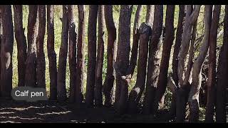 Construction of Cattle Kraal Using Mopane logs  How to Build a Cattle Kraal  NkoneBreeders [upl. by Ailem]