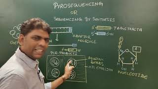 Pyrosequencing [upl. by Aralk]