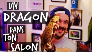 MON PREMIER LEZARD  UN DRAGON DANS TON SALON  TOOPET [upl. by Einaffit]